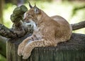 Gorgeous ginger cat lying on a wooden stamp