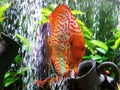 Gorgeous glowing bright orange discus fish swimming out from bubble wall loves tank pair friendly angel fish type rare species