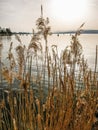 Gorgeous golden reeds at a lake side in in warm evening light on Lake Murten in Switzerland