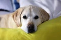 Gorgeous Golden Retriever Labrador, Beautiful dog sleeping with a yellow banana pillow in white bed