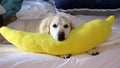 Gorgeous Golden Retriever Labrador, Beautiful dog sleeping with a yellow banana pillow in white bed