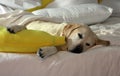 Gorgeous Golden Retriever Labrador, Beautiful dog sleeping with a yellow banana pillow in white bed