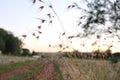 Themeda triandra in field at dusk