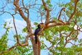 A gorgeous Great Indian Hornbill, exotically bird in the tropes from the family of the Hornbills Royalty Free Stock Photo