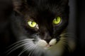 Gorgeous green cat eyes Royalty Free Stock Photo