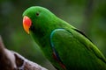 The gorgeous green eclectus parrot Royalty Free Stock Photo