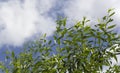 Gorgeous green willow foliage against a blue sky Royalty Free Stock Photo