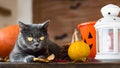 Gorgeous grey cat lying down on a table with Halloween decorations. Royalty Free Stock Photo