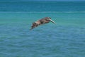 Gorgeous Grey Pelican with his Wings Extended in Flight