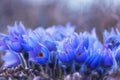 Gorgeous group of blue-violet pasqueflowers in their natural environment Royalty Free Stock Photo