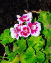 Gorgeous half white and Pink Pelargonium flowers in the garden, selective focus. Closeup Pelargonium flowers. Geranium flowers Royalty Free Stock Photo