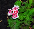 Gorgeous half white and Pink Pelargonium flowers in the garden, selective focus. Closeup Pelargonium flowers. Geranium flowers Royalty Free Stock Photo
