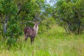 Gorgeous handsome - water goat