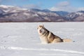 Gorgeous, happy and free siberian husky dog sitting in the snow field back to the camera in winter at sunset