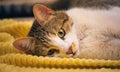 Gorgeous, healthy tabby cat lying on the floor over a yellow towel