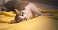 Gorgeous, healthy tabby cat playing on the floor with a yellow towel