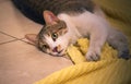 Gorgeous, healthy tabby cat playing on the floor with a yellow towel