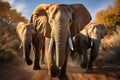 A gorgeous herd of majestic african elephants walking together in their natural habitat Royalty Free Stock Photo