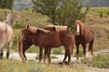 Gorgeous Herd of Wild Horses in South Dakota Royalty Free Stock Photo