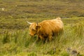 A gorgeous highland cow walking through its grassy field