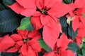 Gorgeous holiday poinsettia