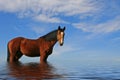 Gorgeous horse Royalty Free Stock Photo