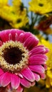 gorgeous hot pink gerbera daisy on a sunny day Royalty Free Stock Photo