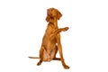 Gorgeous hungarian vizsla dog sitting giving a paw studio portrait. Full body front view hunting dog.