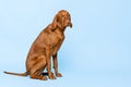 Gorgeous hungarian vizsla sitting and looking at camera with sad expression studio portrait. Full body front view hunting dog shot