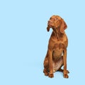 Gorgeous hungarian vizsla sitting and looking up studio portrait. Full body front view hunting dog shot over blue background.