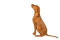 Gorgeous hungarian vizsla sitting studio portrait. Full body side view hunting dog over white background.