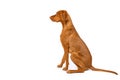 Gorgeous hungarian vizsla sitting studio portrait. Full body side view hunting dog over white background.