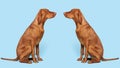 2 gorgeous hungarian vizslas sitting opposite each other studio portrait. Full body side view hunting dogs over blue background.