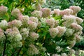 Gorgeous hydrangea bush with huge pink numerous inflorescences in the garden.