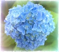 Gorgeous Hydrangea with textured layer applied. Royalty Free Stock Photo