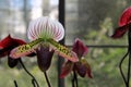 Gorgeous image of exotic orchids with heady fragrance in tropical garden