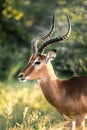 Gorgeous Impala in the middle of South Africa`s wilderness. Kruger Royalty Free Stock Photo