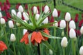 Amazingly beautiful Imperial Crown Tulips in colors of burnt orange, tucked into greenery of other flowers Royalty Free Stock Photo