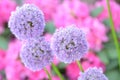 Gorgeous inflorescence of garlic against rhododendron flowers