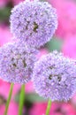 Gorgeous inflorescence of garlic against rhododendron flowers