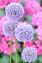 Gorgeous inflorescence of garlic against rhododendron flowers