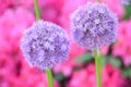 Gorgeous inflorescence of garlic against rhododendron flowers