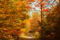 gorgeous inviting landscape view in autumn season forest, trail, sunny beautiful day