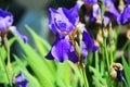 Gorgeous Iris. Beautiful flower with violet petals.