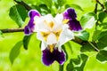 Gorgeous Iris flower white purple violet blooming bud in front of apple tree branch