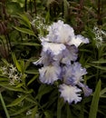 Pale Lavender Blue Bearded Irises With Amsonia Flowers
