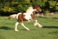 Gorgeous irish cob foal running on pasturage Royalty Free Stock Photo