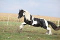 Gorgeous irish cob with long mane jumping