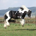 Gorgeous irish cob with long mane jumping