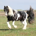 Gorgeous irish cob with long mane jumping